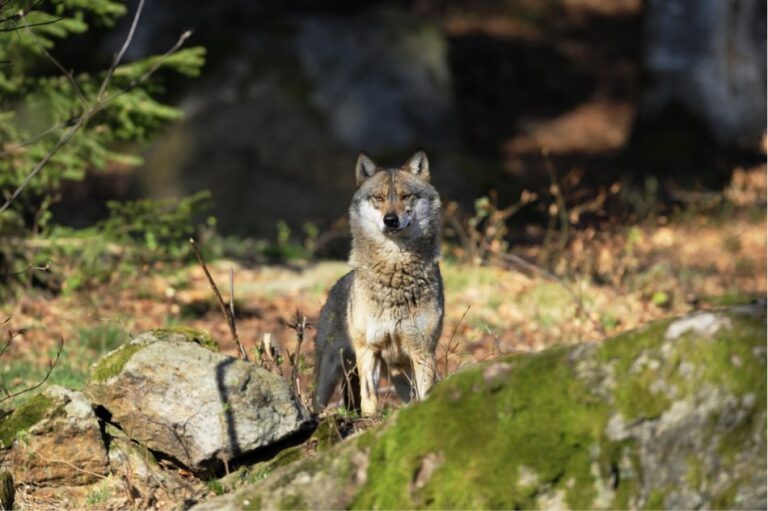 Übergriff große Beutegreifer - Steirische Landesjägerschaft