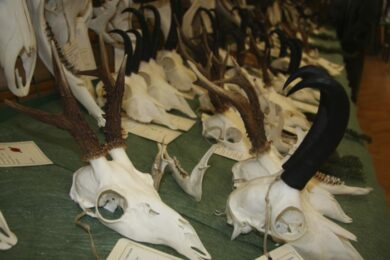 Einige Jagdtrophäen auf einem Tisch. Zu sehen sind kapitale Gams und Rehbock Jagdtrophäen.