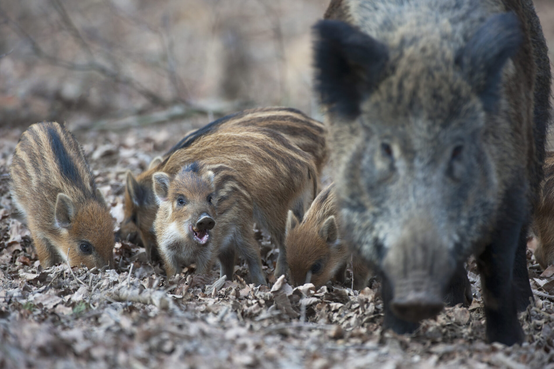 Eine Nahaufnahme einer Bache mit ihren Frischlingen.