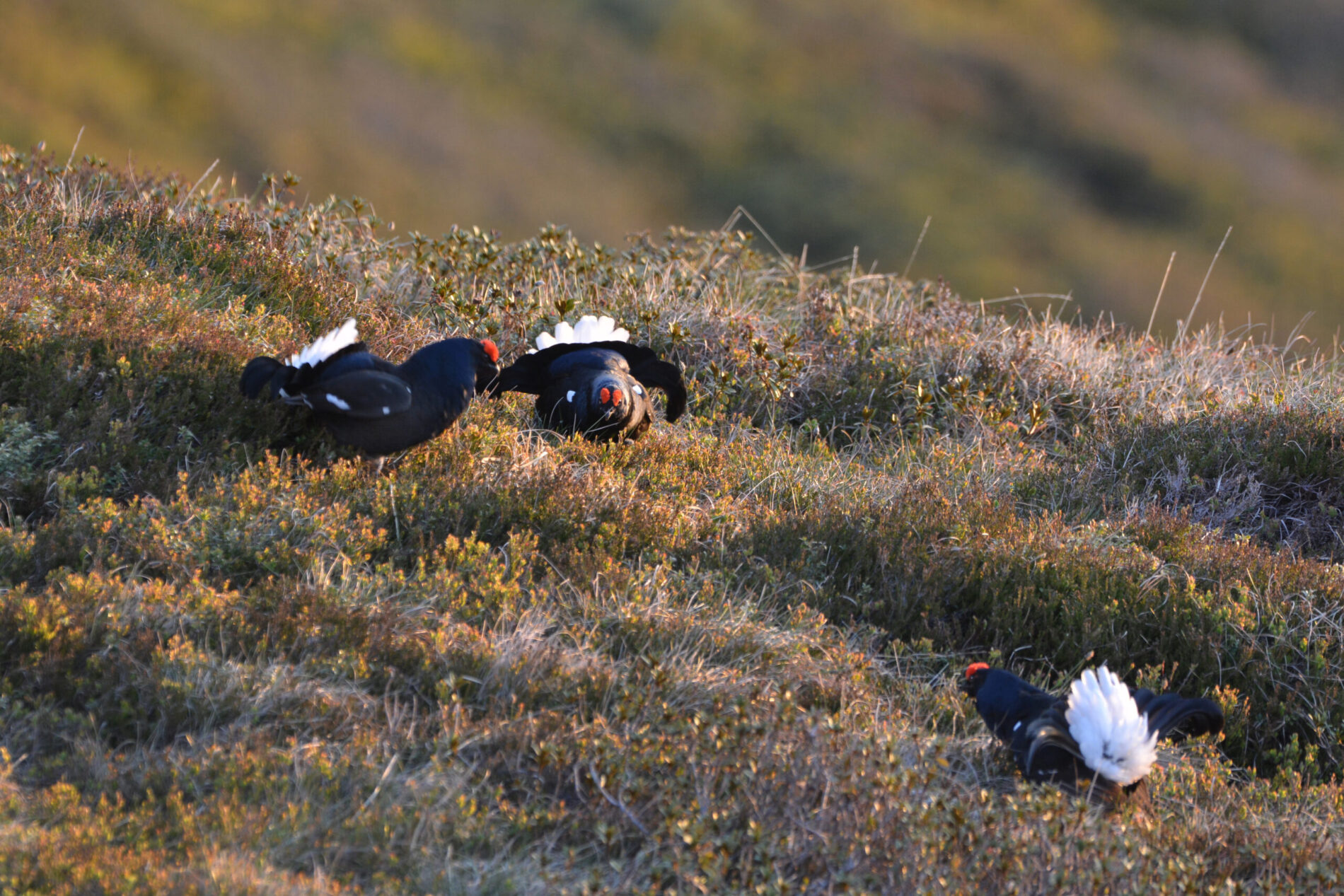 Drei Birkhähne auf einem Balzplatz.