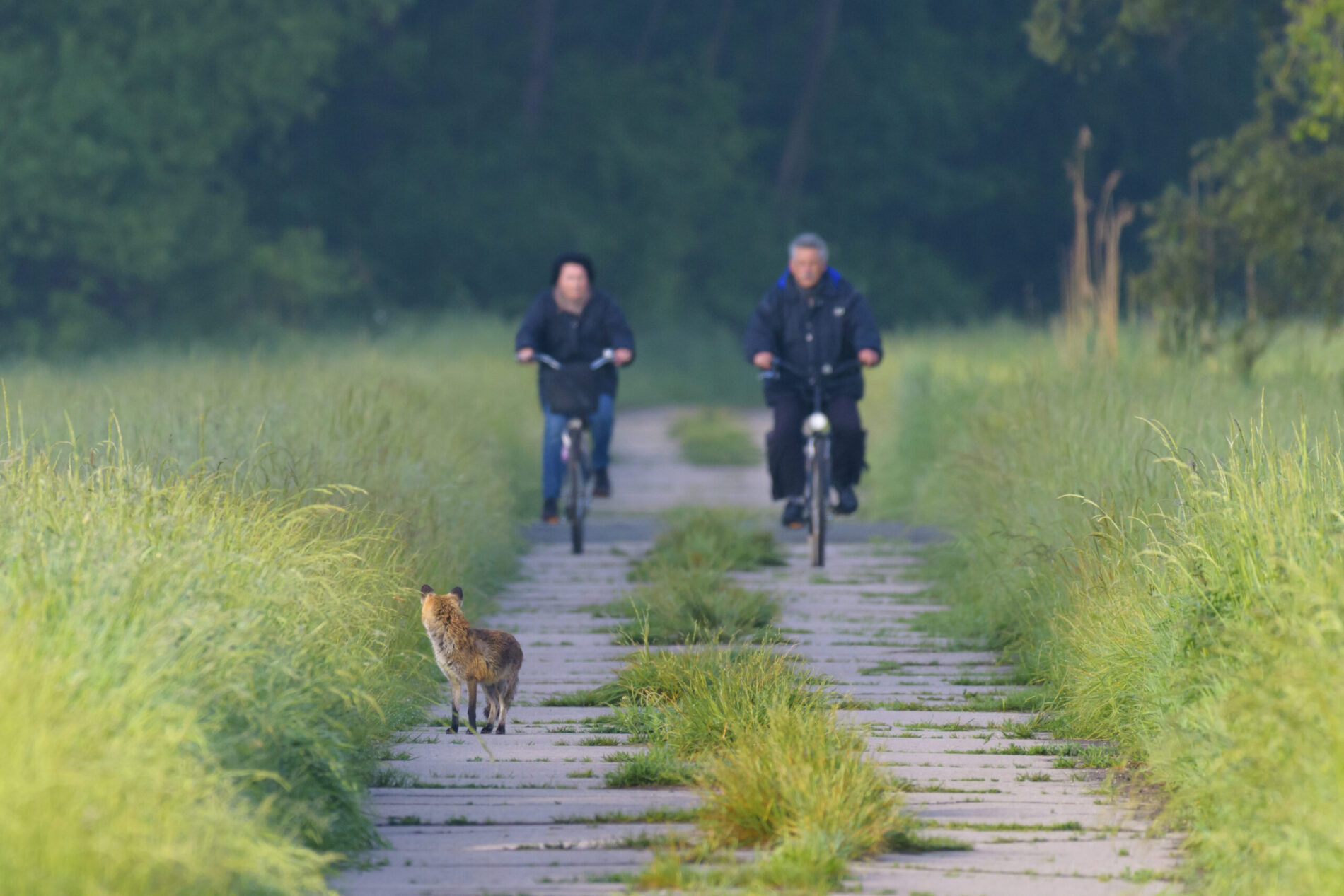 Ein Fuchs auf einer Straße. Im Hintergrund sind zwei Radfahrer zu erkennen.