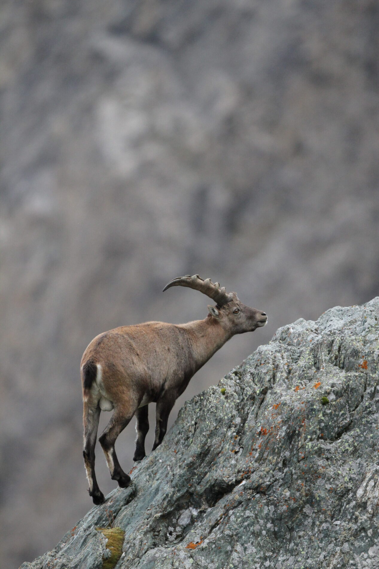 Ein Bild eines jungen Steinbocks in den Alpen. Der Hintergrund zeigt ein sehr karges Gelände.