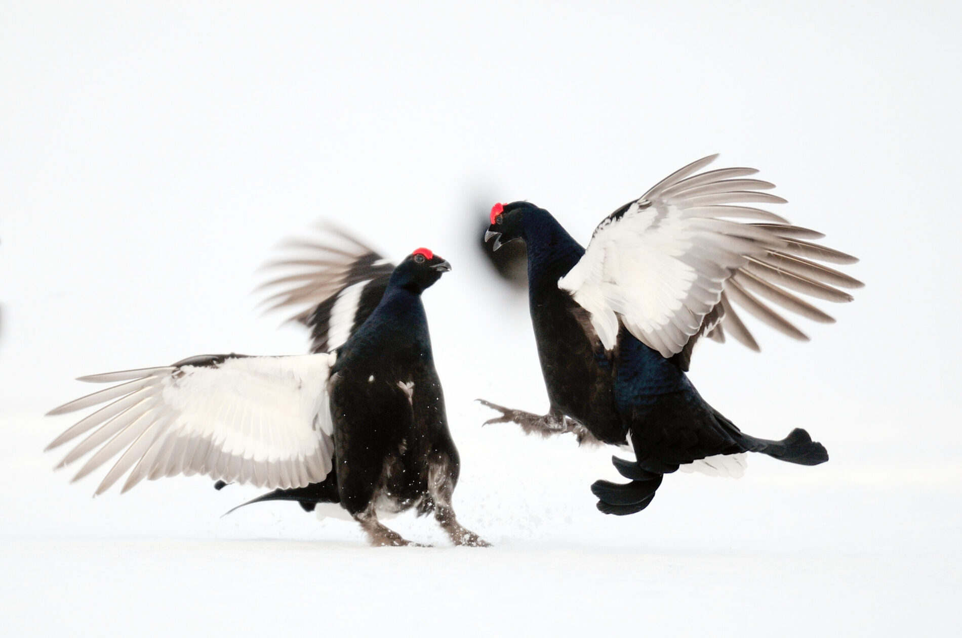 Ein Bild von zwei kämpfenden Birkhähnen auf Schnee.