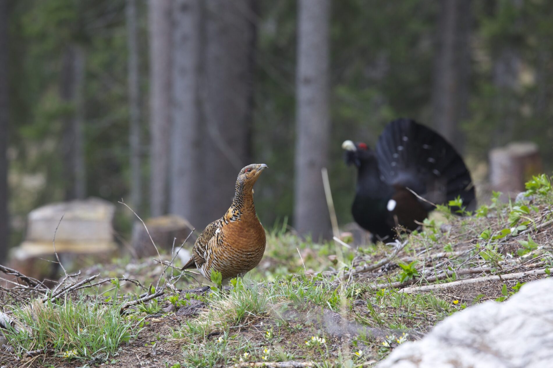 Ein Bild einer Auerhenne auf einer Waldlichtung. Im Hintergrund ist ein prächtiger Auerhahn zu sehen.