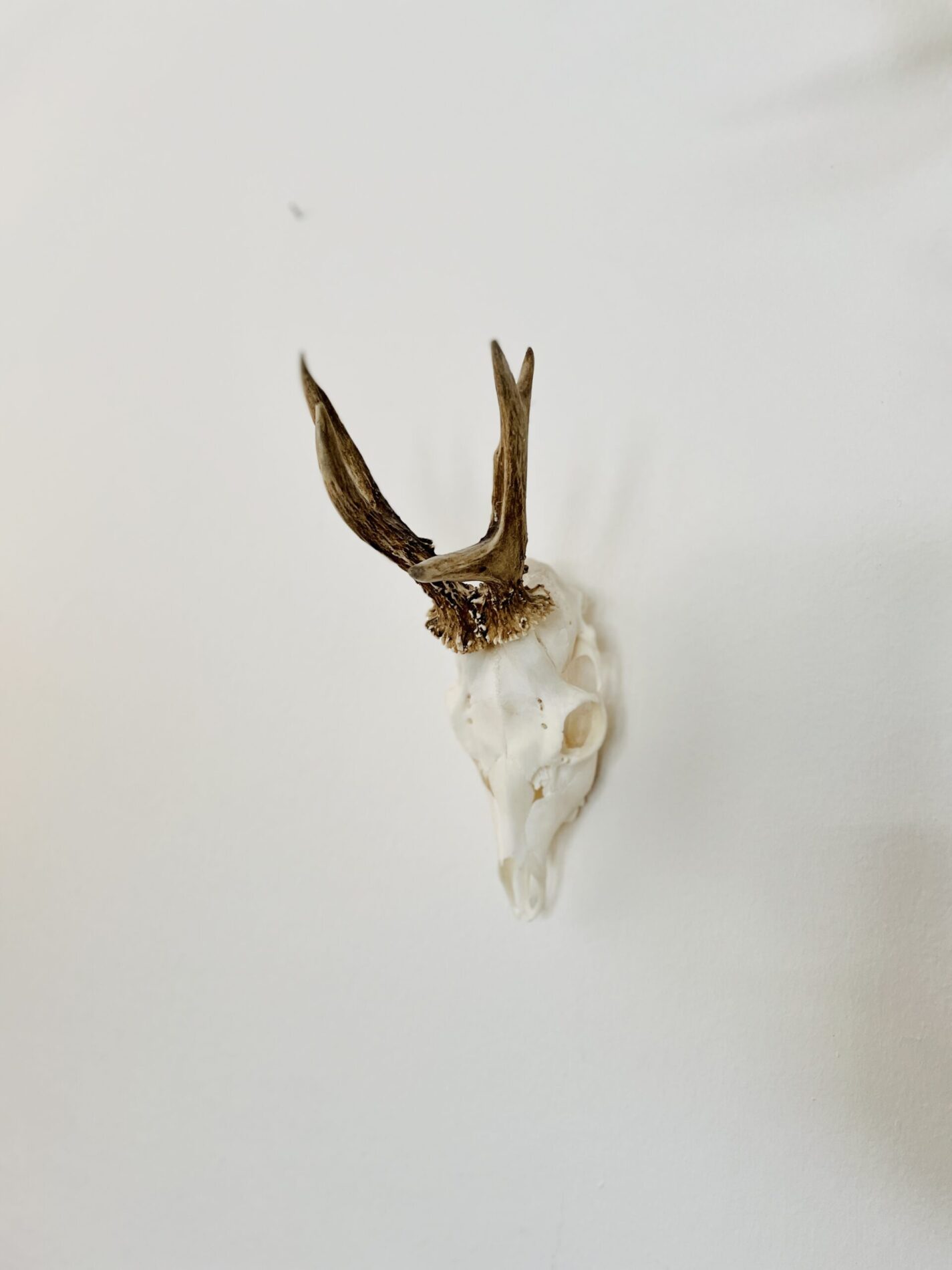 Eine starke Rehbock Jagdtrophäe an der Wand.