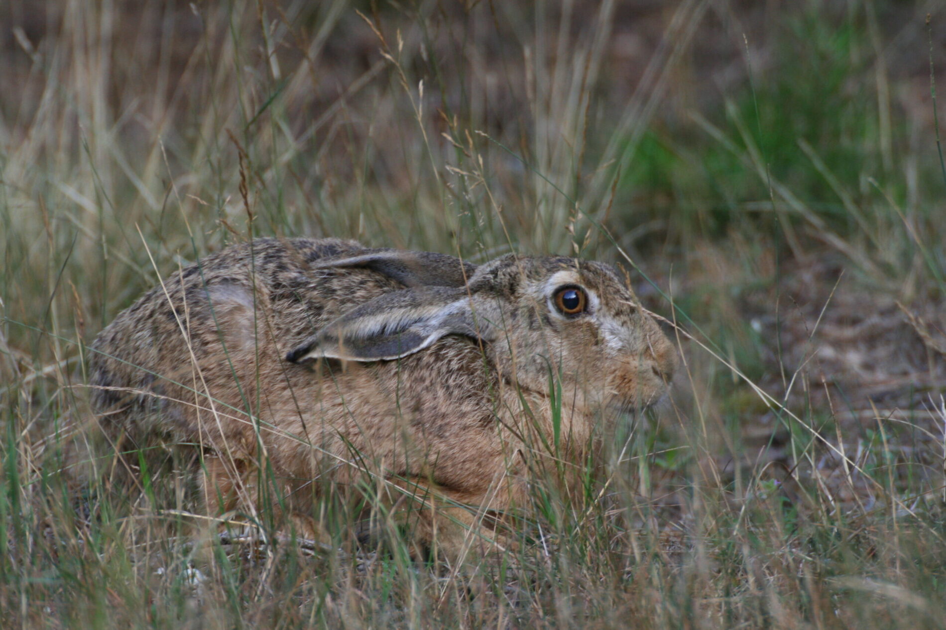 Eine Nahaufnahme eines Feldhasens in seiner Sasse.