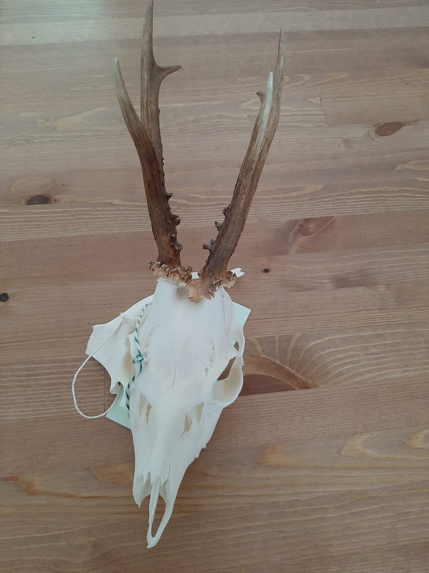 Eine fertig ausgekochte Rehbock Jagdtrophäe.