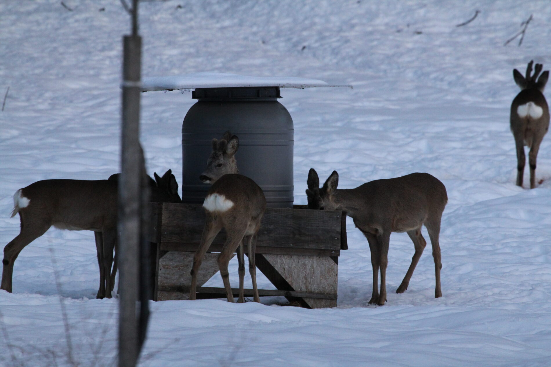 Drei Rehböcke im Bast und zwei Rehgeißen äßen an einer Fütterung. Der Sprung befindet sich in einer Winterlandschaft.