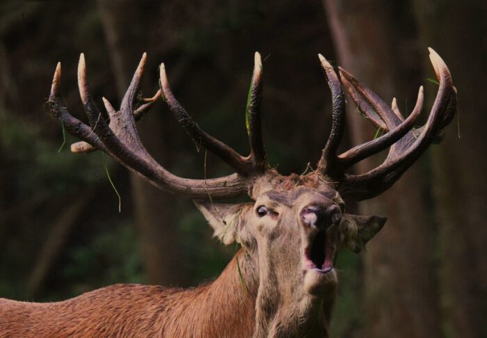 Hirsch beim Röhren