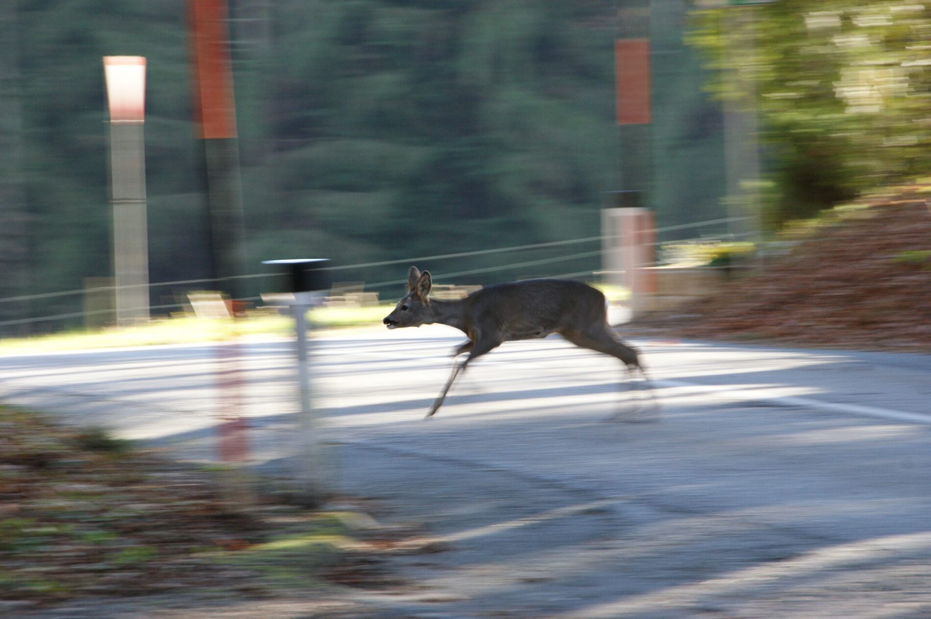 Rehgeiß wechselt an einem Herbsttag über die Straße.